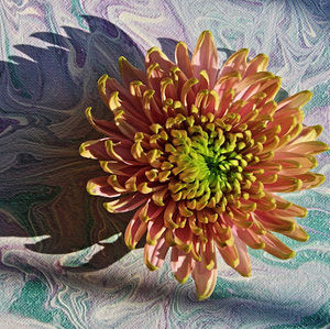 Meet your Posher, Bobbie